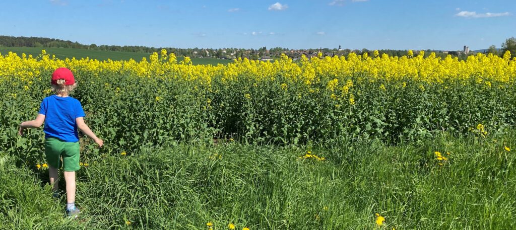 Ett barn går i kanten av ett rapsfält. I bakgrunden ses Hedemora stad. 