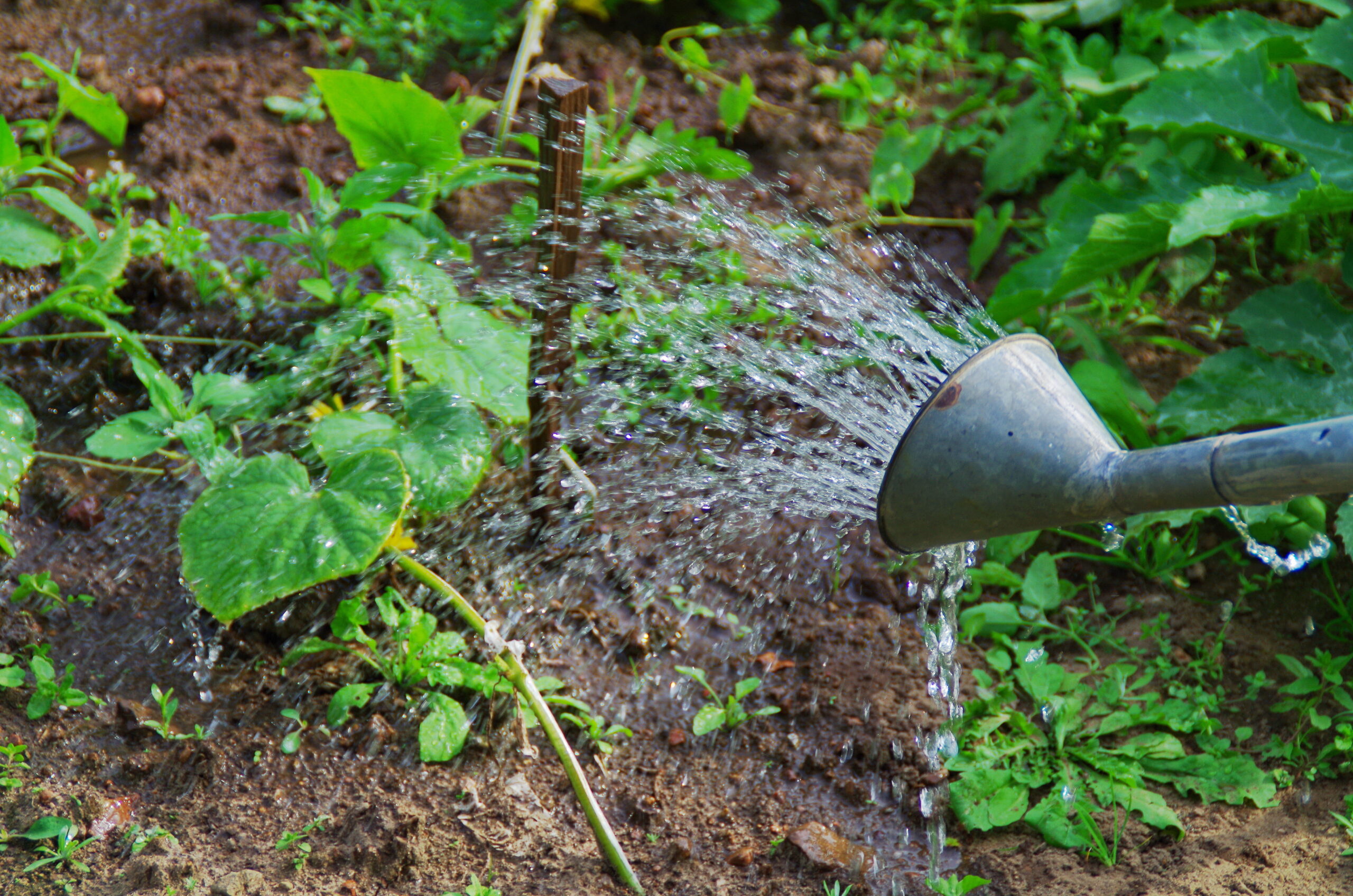 13014843-vattna-med-vattenkanna