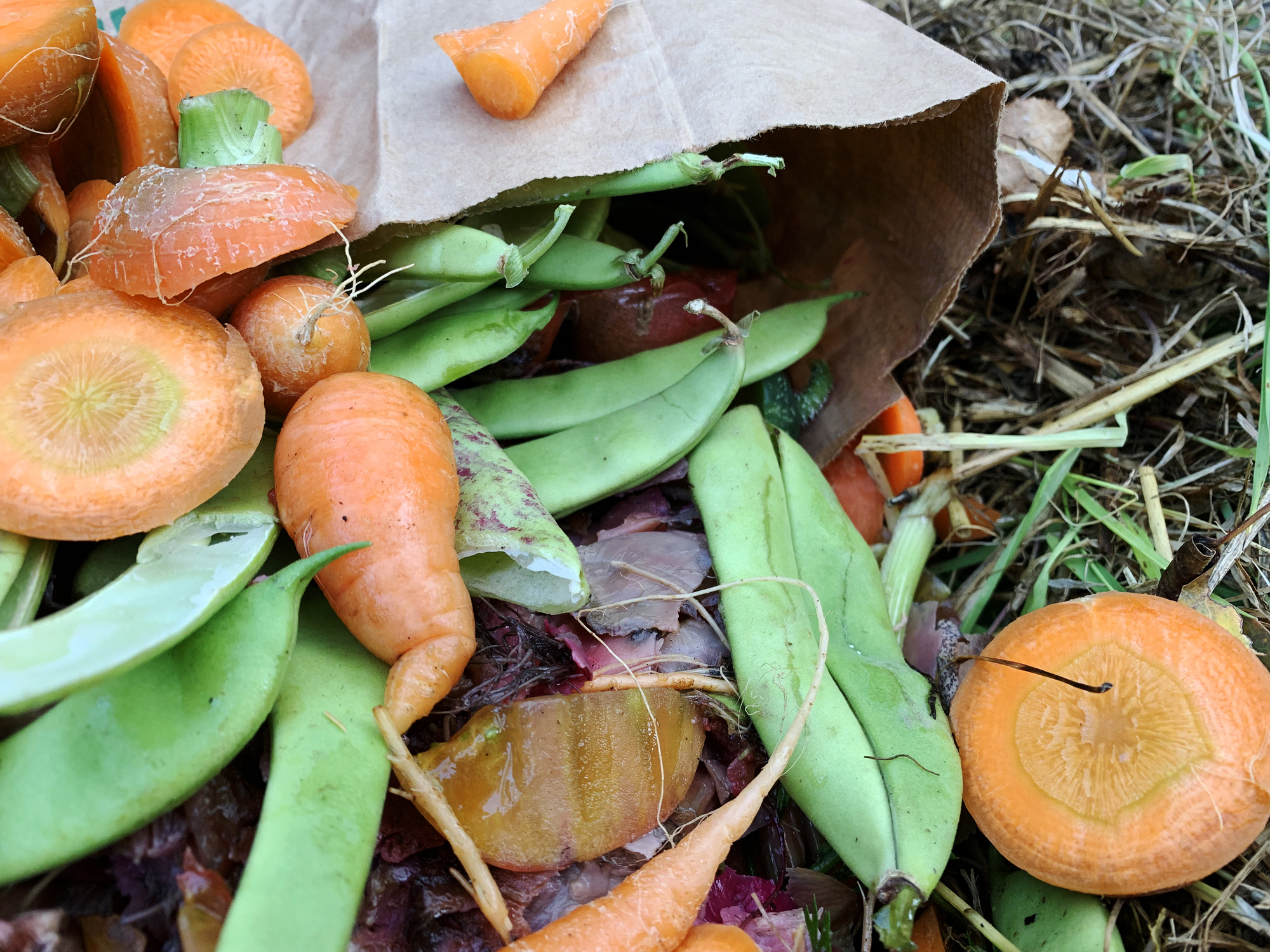 Vegetable food waste and grass clippings compost in a backyard bin
